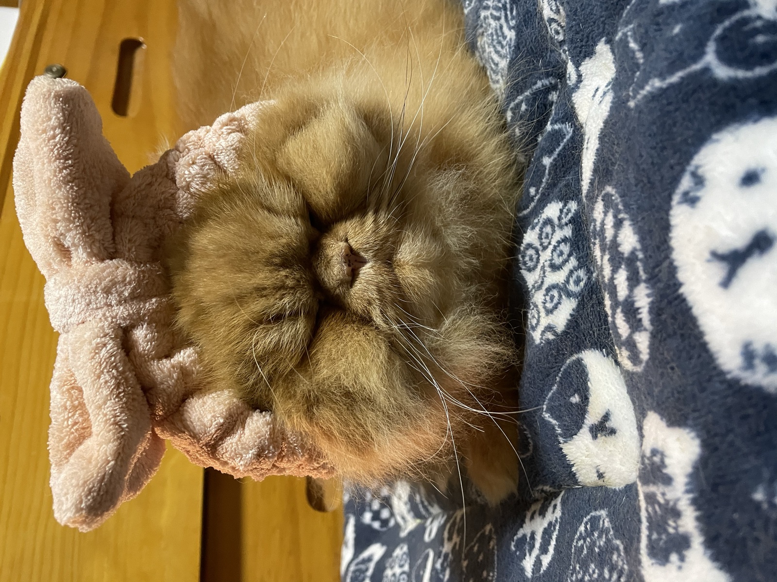 我家的猫